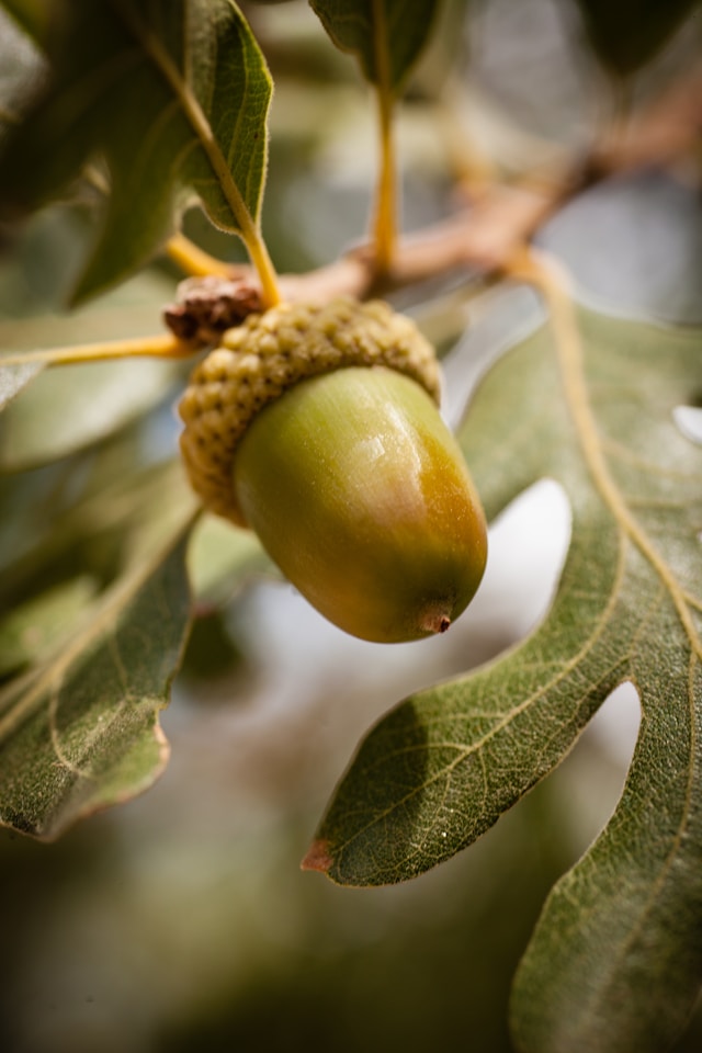 Wild Seeds